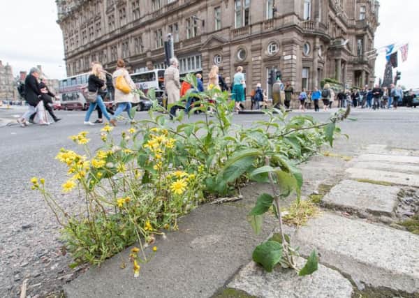 Weeds growing unchecked on Princes Street. Picture: Ian Georgeson