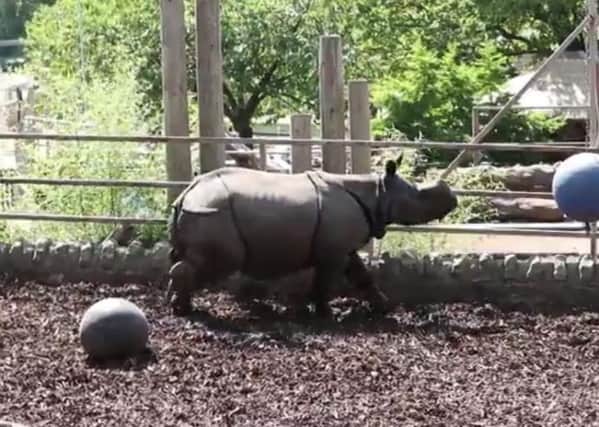 A young greater one-horned rhinoceros has arrived at RZSS Edinburgh Zoo after travelling more than 600 miles across Europe. Picture: Contributed
