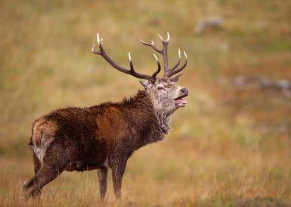 Walkers have been warned that the deer stalking season is now underway. PIC: SNH.