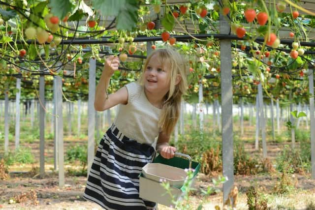A youngster picks strawberies at Craigie's Farm. Picture: Jon Savage