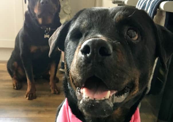 Shocking pictures show an extremely underweight Rottweiler who was not provided with a suitable diet and veterinary attention for an obvious eye condition.  Picture: CP