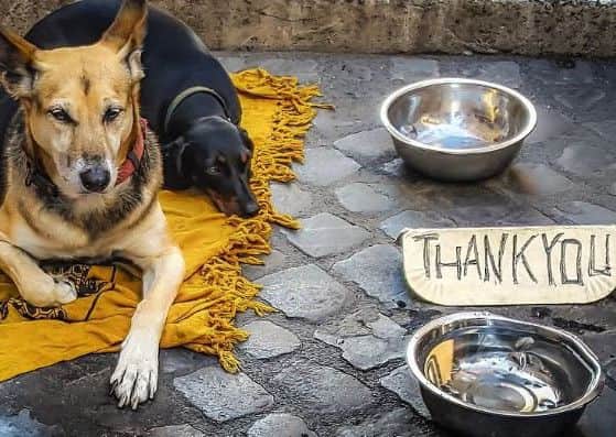 Concerns had been raised about dogs in the begging community. Pixabay