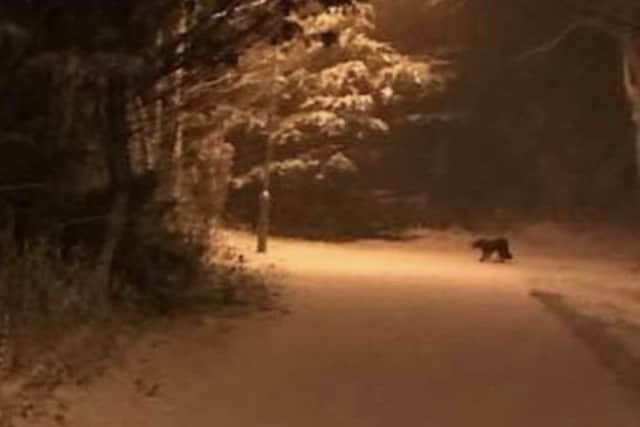 The big cat in Bonnyrigg, walking down the railway towards Tesco from Waverley park, in January 2018, Photo by Paul Dunham.