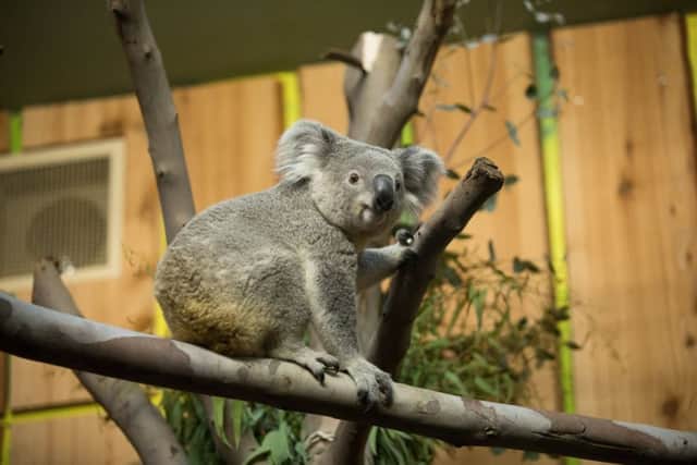Visitors can look forward to seeing Tanami in the coming weeks. Picture: RZSS Edinburgh Zoo