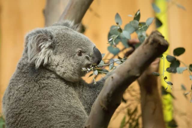 19-month-old Queensland koala Tanami has arrived in Edinburgh. Picture: RZSS Edinburgh Zoo
