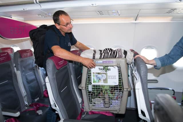 Passengers on a plane from Dusselforf were surprised to be sharing the cabin with a koala bound for Edinburgh Zoo. Picture: RZSS Edinburgh Zoo