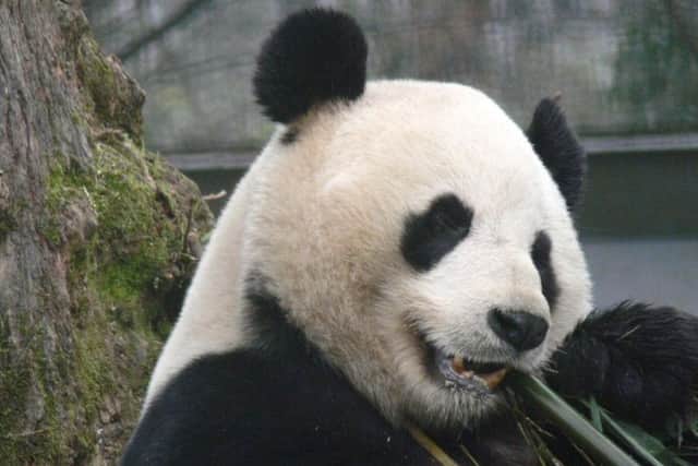 Yang Guang is celebrating his 15th birthday