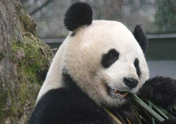 Yang Guang is celebrating his 15th birthday