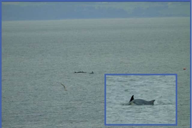 A pod of dolphins was spotted off the coast of Portobello today. Picture: Dougie Kemp @InfoTrainingmad/Twitter