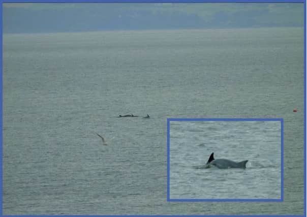 A pod of dolphins was spotted off the coast of Portobello today. Picture: Dougie Kemp @InfoTrainingmad/Twitter