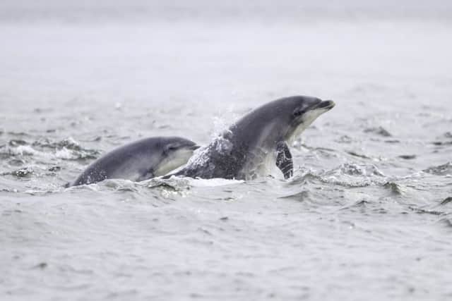 Dolphins have been spotted at Portobello.