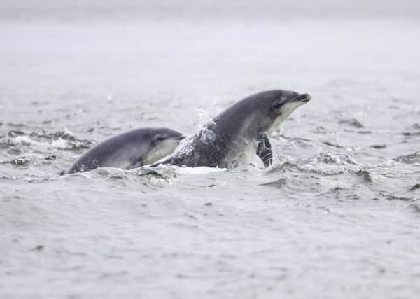 Dolphins have been spotted at Portobello.
