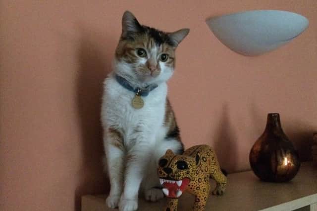The beloved pet cat was killed on Tuesday 28 August. Picture: Contributed