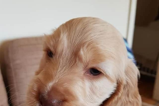One of the puppies stolen from the padlocked kennel. Picture: Val Geary