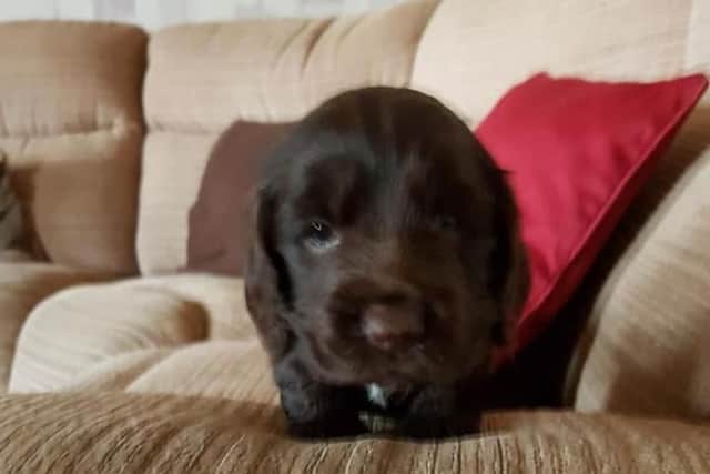 One of the puppies stolen from the padlocked kennel. Picture: Val Geary