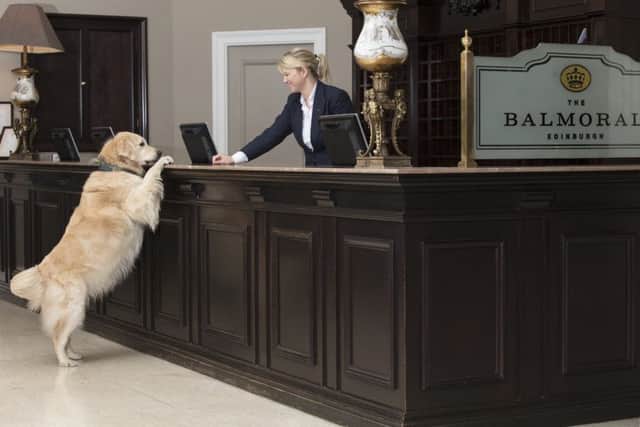 The Balmoral - Stanley the dog - checking in