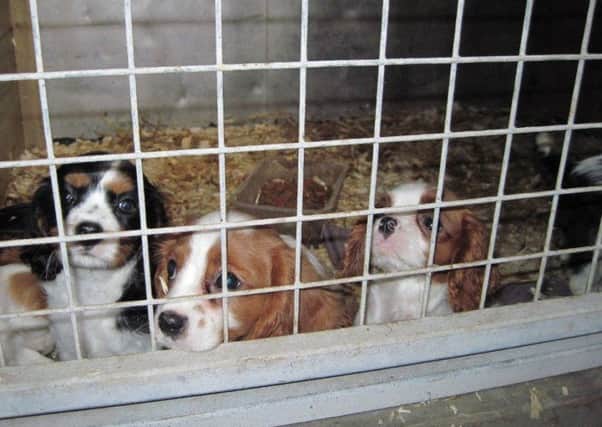 Irresponsible dog breeders could be stripped of their licences under new laws being drawn up. Picture: SSPCA