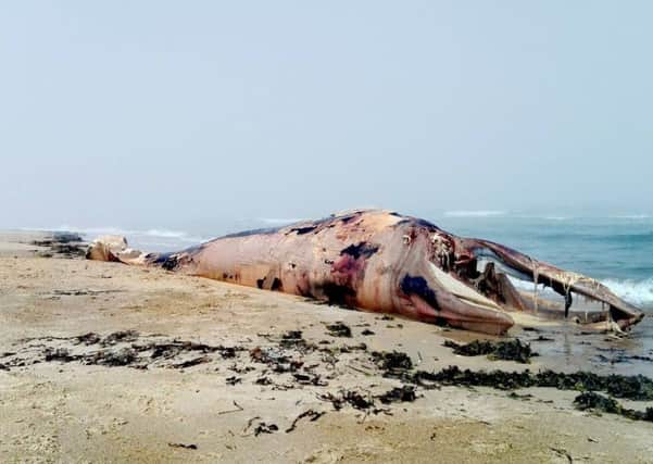 A decomposing 30ft minke whale Belhaven beach, near Dunbar in East Lothian. Picture: SWNS