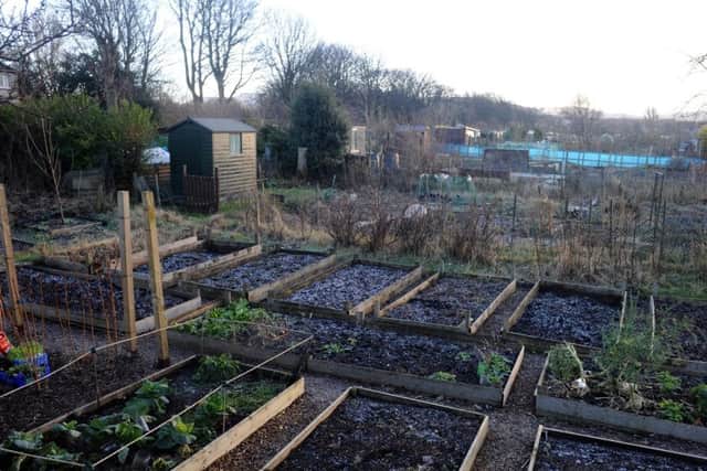 Saughton Mains Allotments. Pic: TSPL