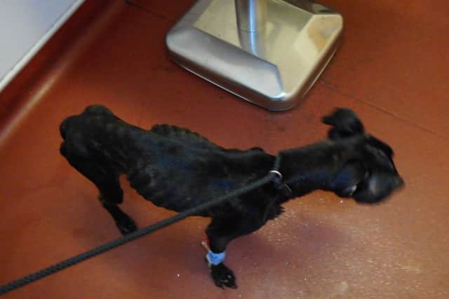 The Scottish SPCA is appealing for information after two emaciated Staffies were abandoned in the South of Edinburgh on 23 August.