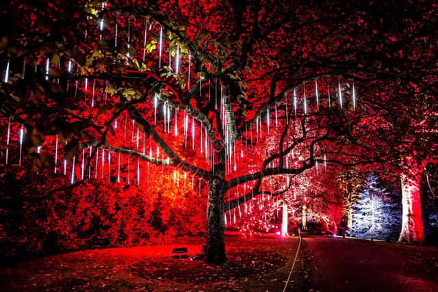 Trees dripping with festive lights