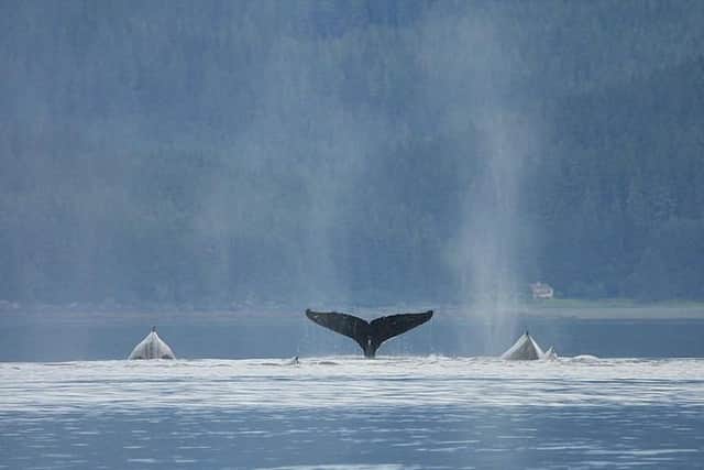 Fancy swapping your job for one that involves whale watching in Alaska? Picture: wikimedia