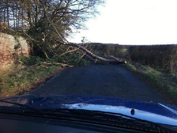 A fallen tree blocks a rural road. Picture: submitted