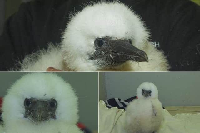 A four week old chick has been rescued on Bass Rock