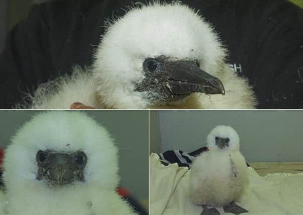 A four week old chick has been rescued on Bass Rock