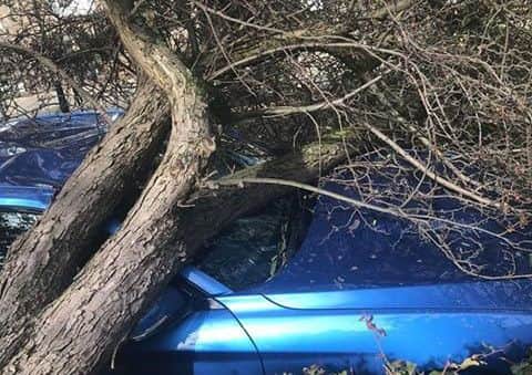 A tree has fallen on top of a car on Coates Crescent in Edinburgh's West End. Picture: Richard Holligan