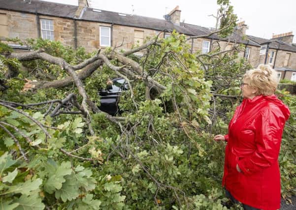 A fallen tree in Cramond in the wake of Storm Ali