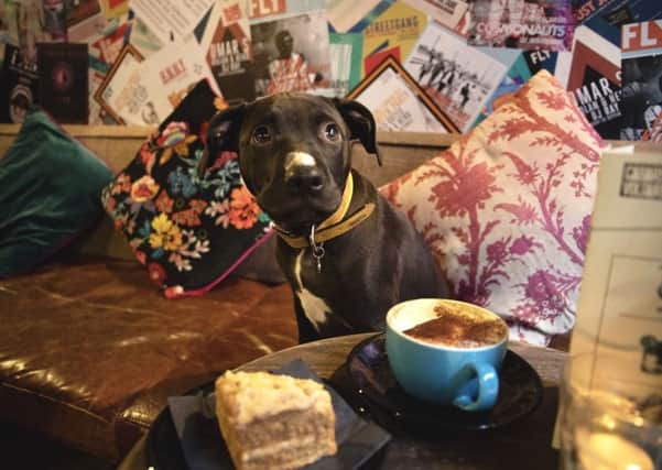 Staffordshire bull terrier Maisie gets comfy in the new monthly Dug Cafe at Cafe Voltaire.
