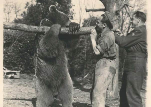 Wojtek the soldier bear. Picture: Contributed