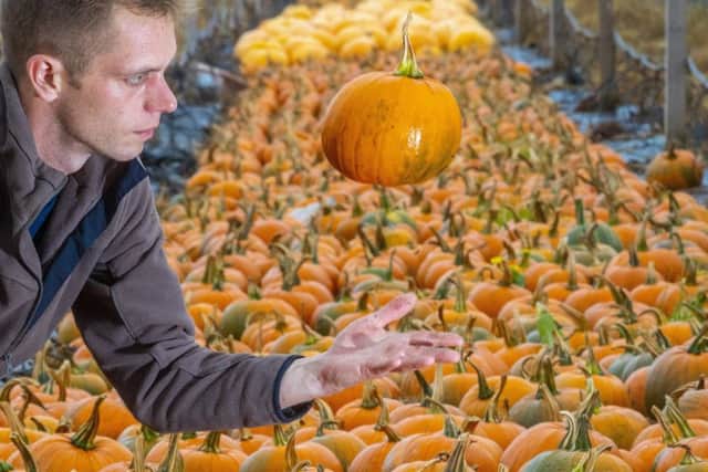 People visiting the farm can choose from a selection of white and blue pumpkins of all shapes and sizes. Picture: SWNS