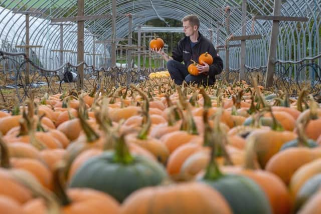 Farm worker, Rob Grindrod checks the quality pumpkins at West Craigie Farm, South Queensferry before they are put back in the pumpkin patch at Craigie's for the public to choose for halloween. Picture: SWNS