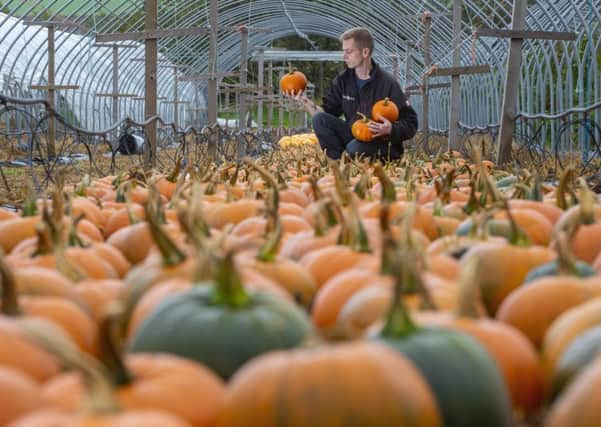Farm worker, Rob Grindrod checks the quality pumpkins at West Craigie Farm, South Queensferry before they are put back in the pumpkin patch at Craigie's for the public to choose for halloween. Picture: SWNS