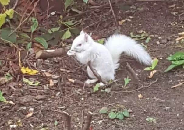 An albino squirrel captured on camera earlier in the year. Picture: SWNS