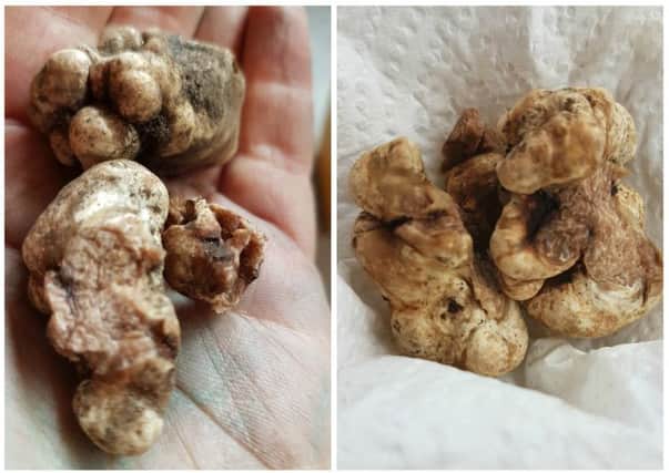 European white truffles can go for tens of thousands of pounds.