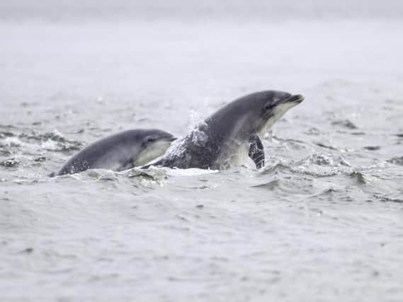 Dolphins were spotted off Portobello earlier this summer.