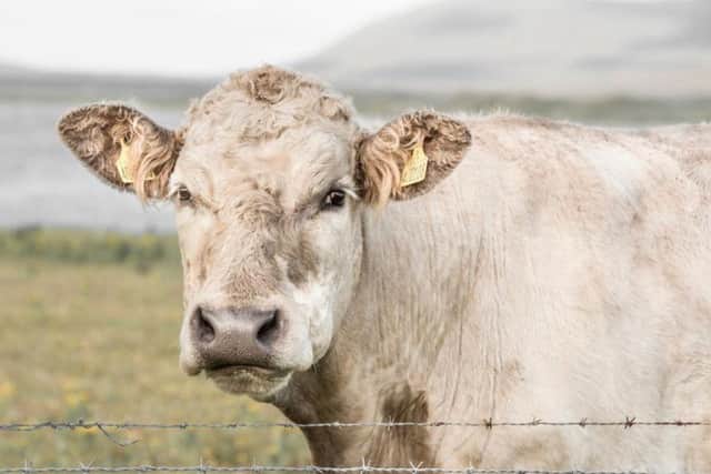 A cow in South Uist in the Outer Hebrides. Pic: Shutterstock