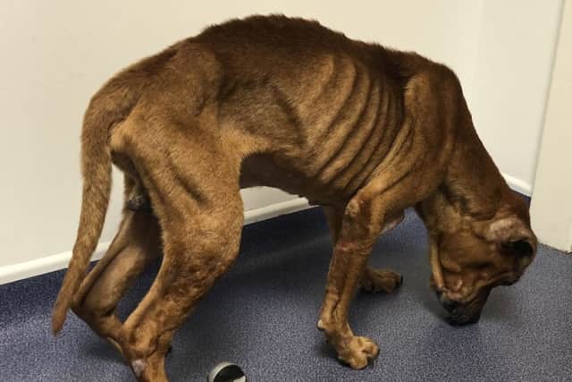 The golden-coloured dog - described as a male Staffy-cross - was found near a roundabout on Blackburn Road in Bathgate. Picture: Contributed
