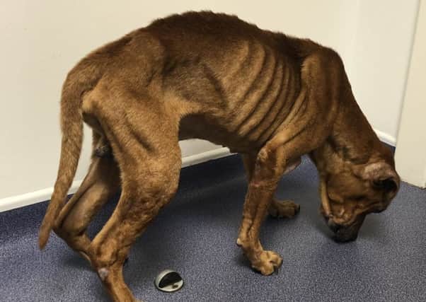 The golden-coloured dog - described as a male Staffy-cross - was found near a roundabout on Blackburn Road in Bathgate. Picture: Contributed