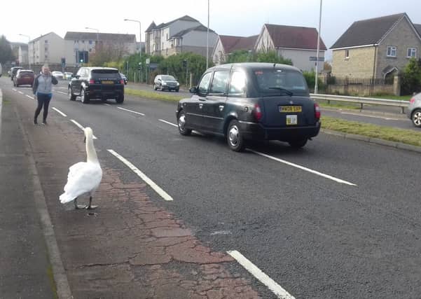 Cars dodge the swan on Wester Hailes Road. Picture: Contributed
