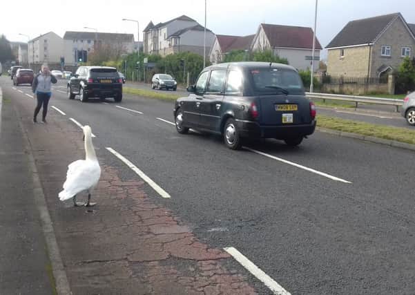 Cars dodge the swan on Wester Hailes Road. Picture: Contributed