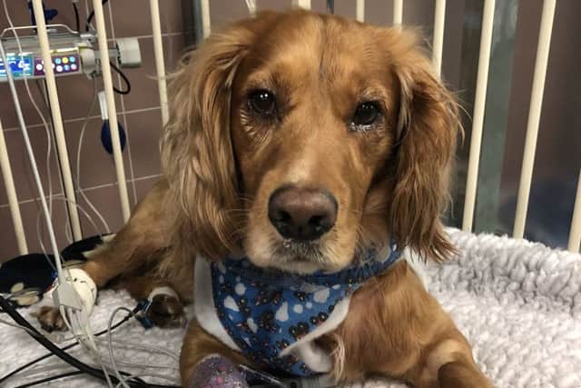 Kurt the Springer Spaniel after he was resuscitated by vets at the Royal (Dick) School of Veterinary Studies in Edinburgh when his heart stopped for 20 minutes. Picture: SWNS