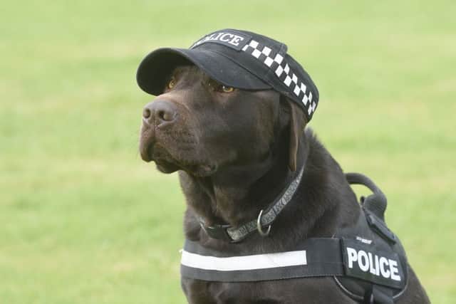 PD Bear, the police dog who sniffs out drugs. Picture: Greg Macvean