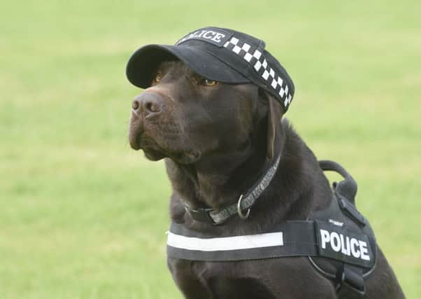 PD Bear, the police dog who sniffs out drugs. Picture: Greg Macvean