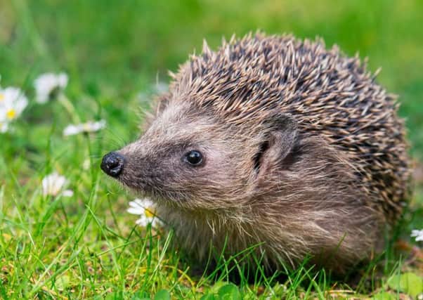 Look out for hedgehogs hiding in your bonfires