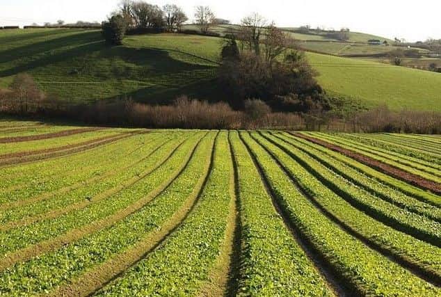Edinburgh University scientists discover new plant gene.