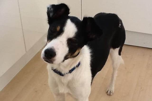 Muffin the collie - who was run over and killed when spooked by a firework thrown by local youths..